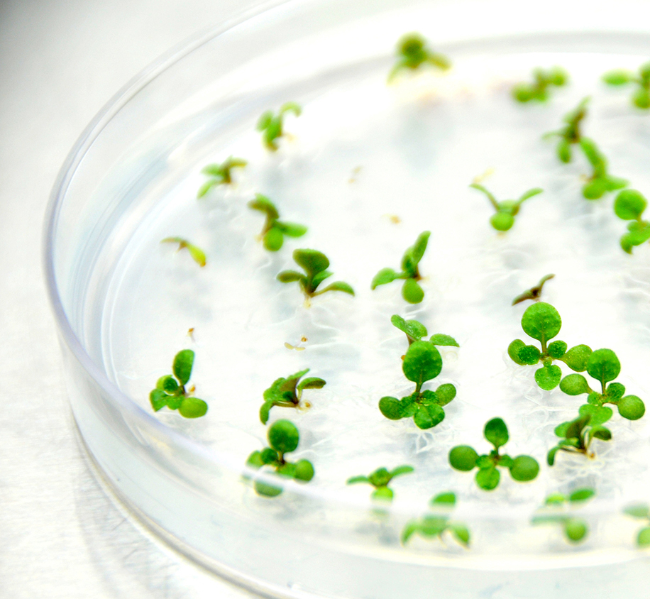 Plant research in a petri dish.