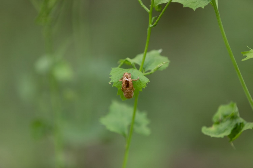 insect-min
