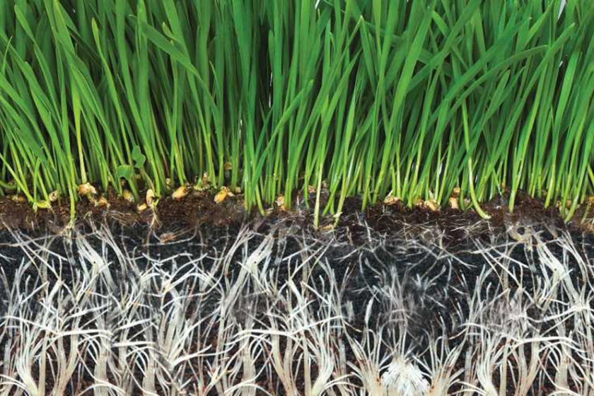 biostimulant roots