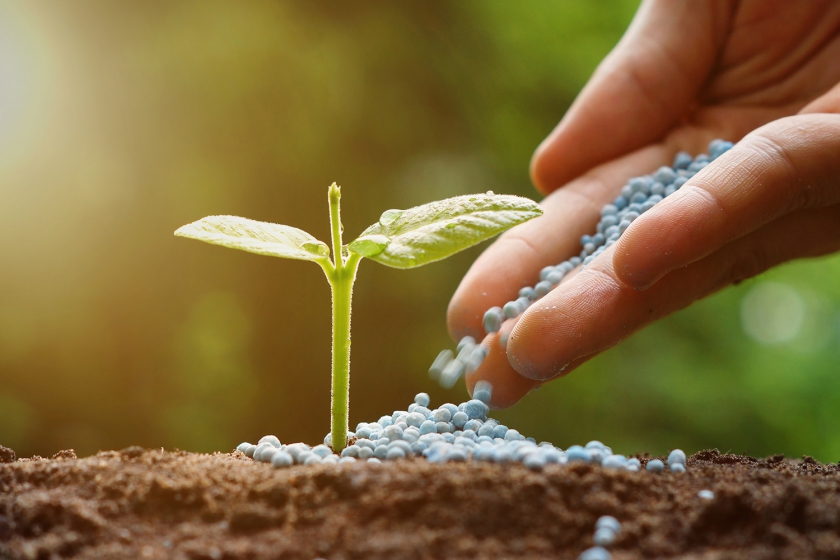 hand of a farmer giving fertilizer to young baby plants seedling in germination sequence on fertile soil with natural green background