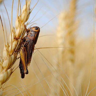 insecticide_1096x571-min