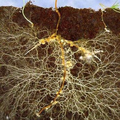 mycorrhizae