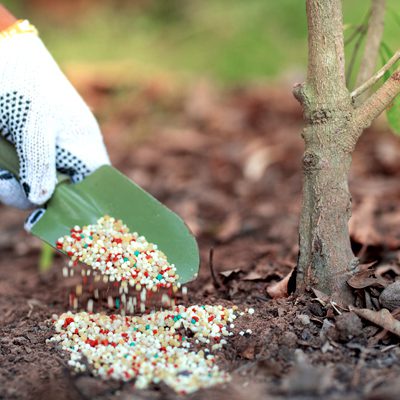 tree-service